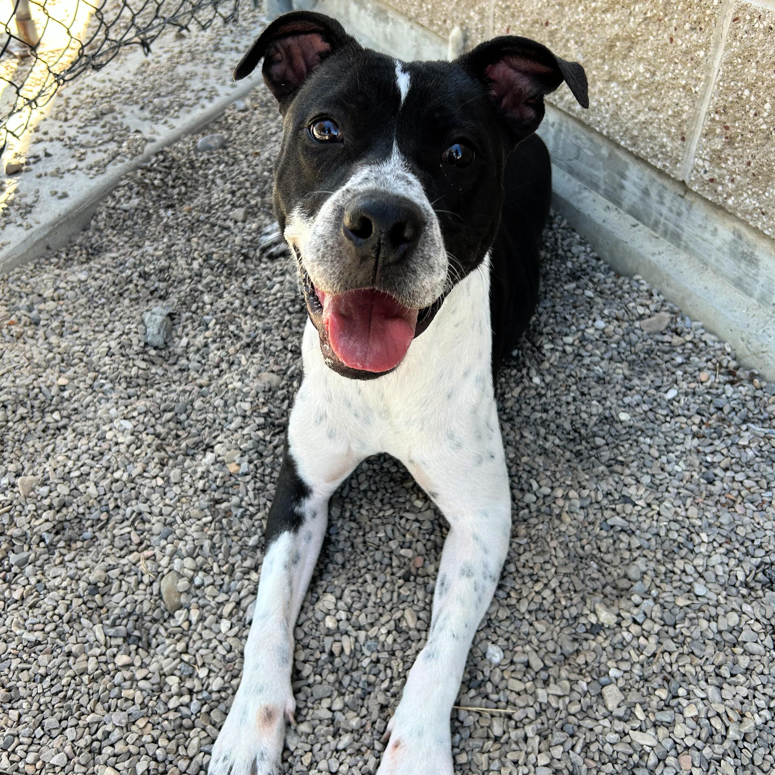 Willow, a ADOPTABLE mixed breed in Lindon, UT image 5/6