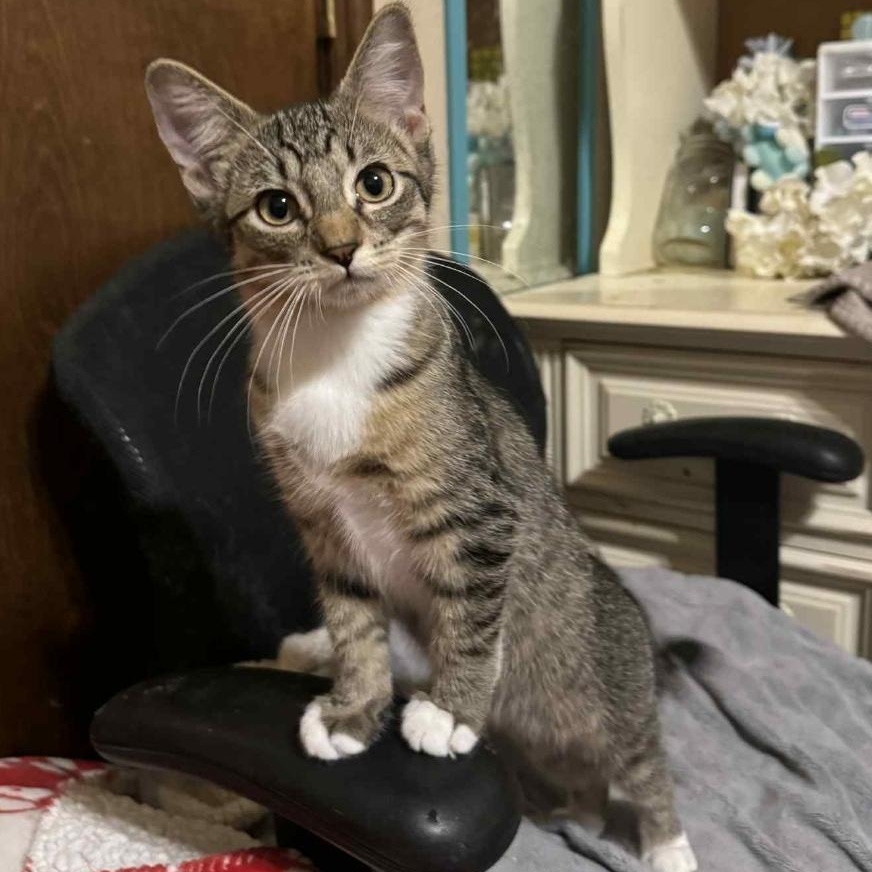 Enlarge Jaime, an adoptable Domestic Short Hair in Warr Acres, OK image 1/1