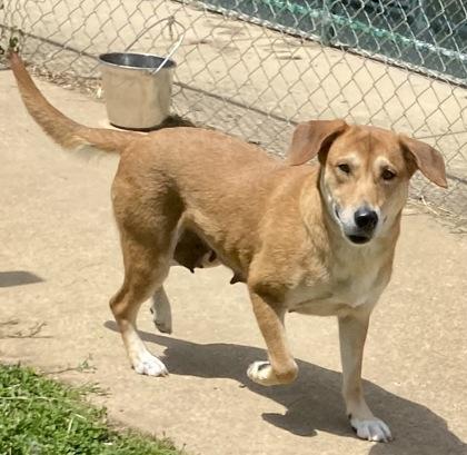 Enlarge Maaw, a ADOPTABLE Shepherd in Glasgow, KY image 2/2