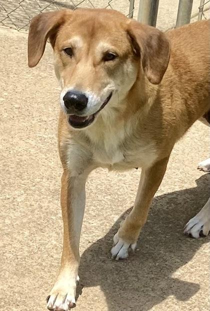 Maaw, ADOPTABLE, Adult Female Shepherd.