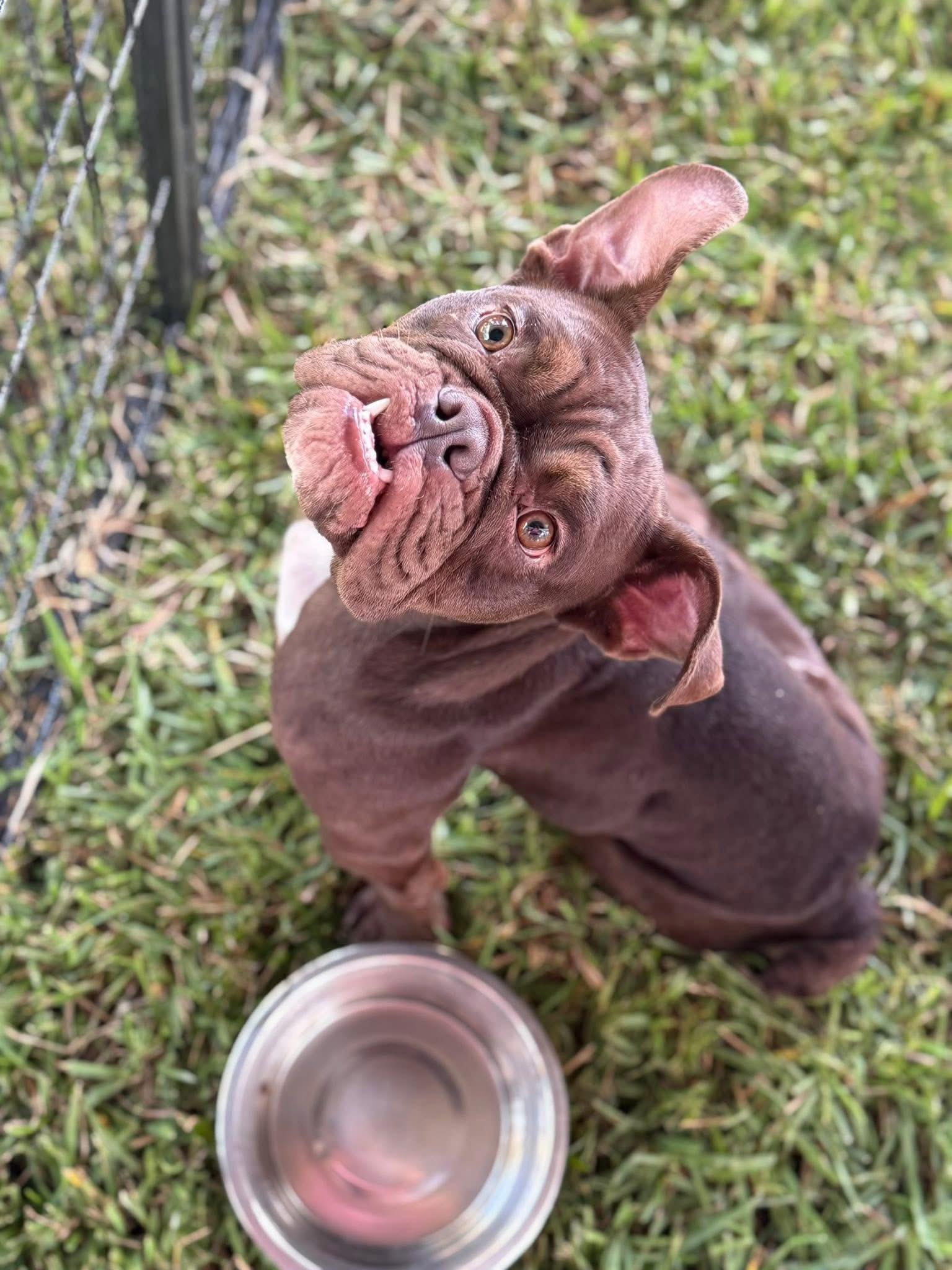 Enlarge Lola, a Adoptable Bulldog in Lutz, FL image 1/5
