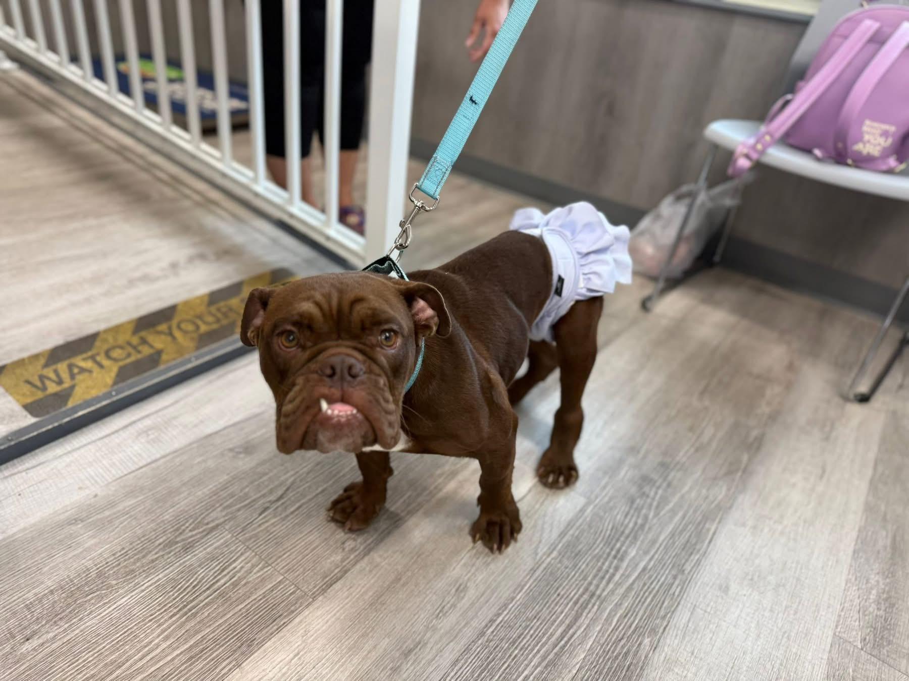 Enlarge Lola, a Adoptable Bulldog in Lutz, FL image 4/5