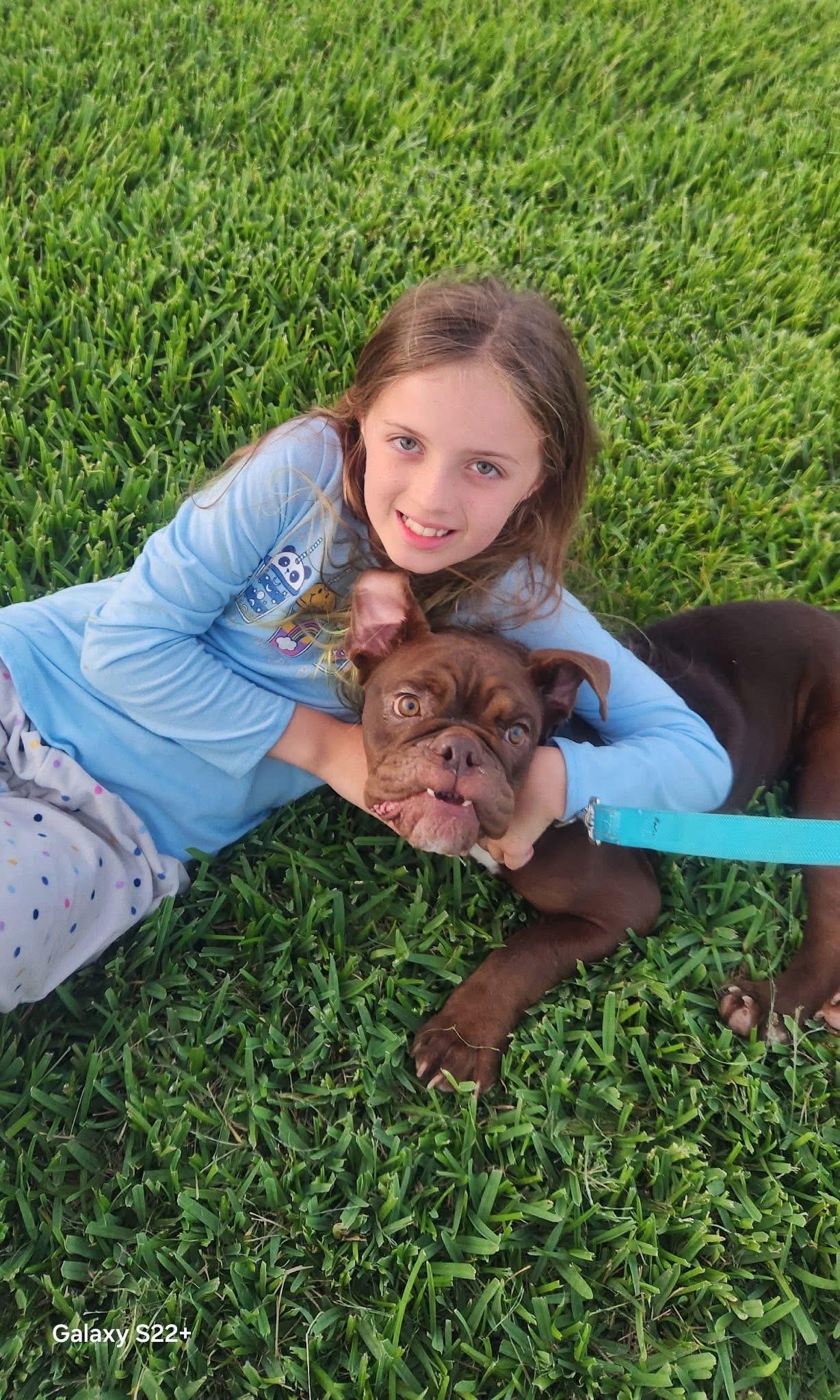 Enlarge Lola, a Adoptable Bulldog in Lutz, FL image 2/5