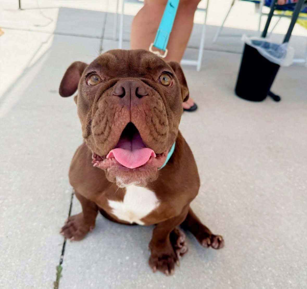 Enlarge Lola, a Adoptable Bulldog in Lutz, FL image 5/5