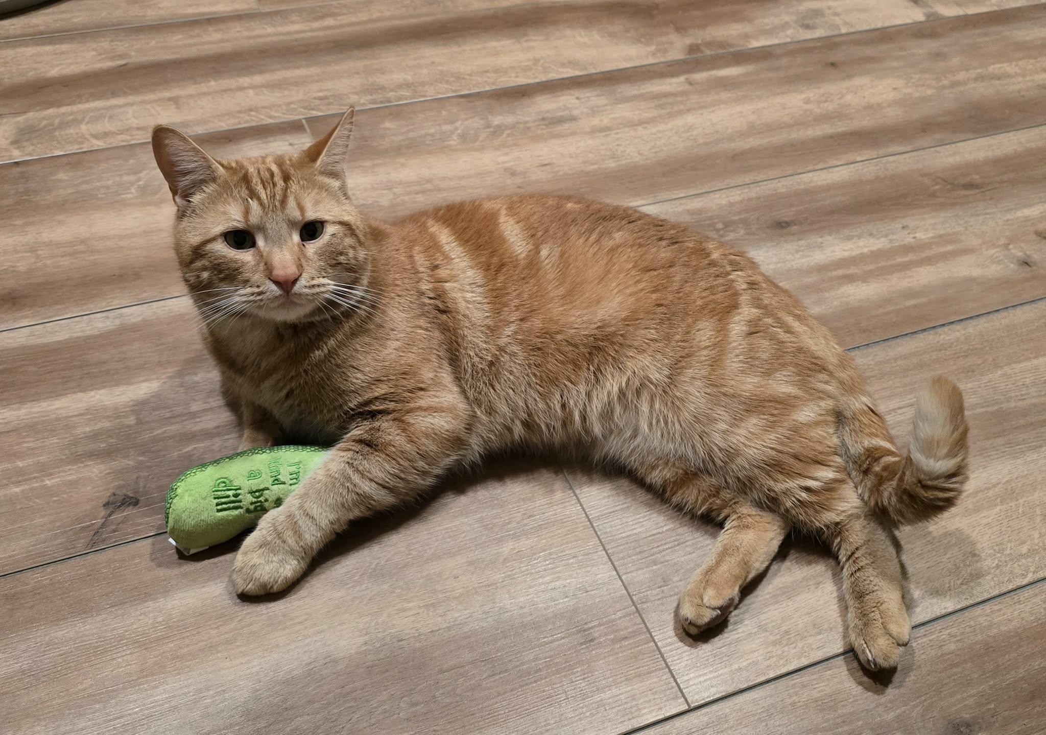 Enlarge Carl, an adopted Domestic Short Hair in Enfield, CT image 2/2