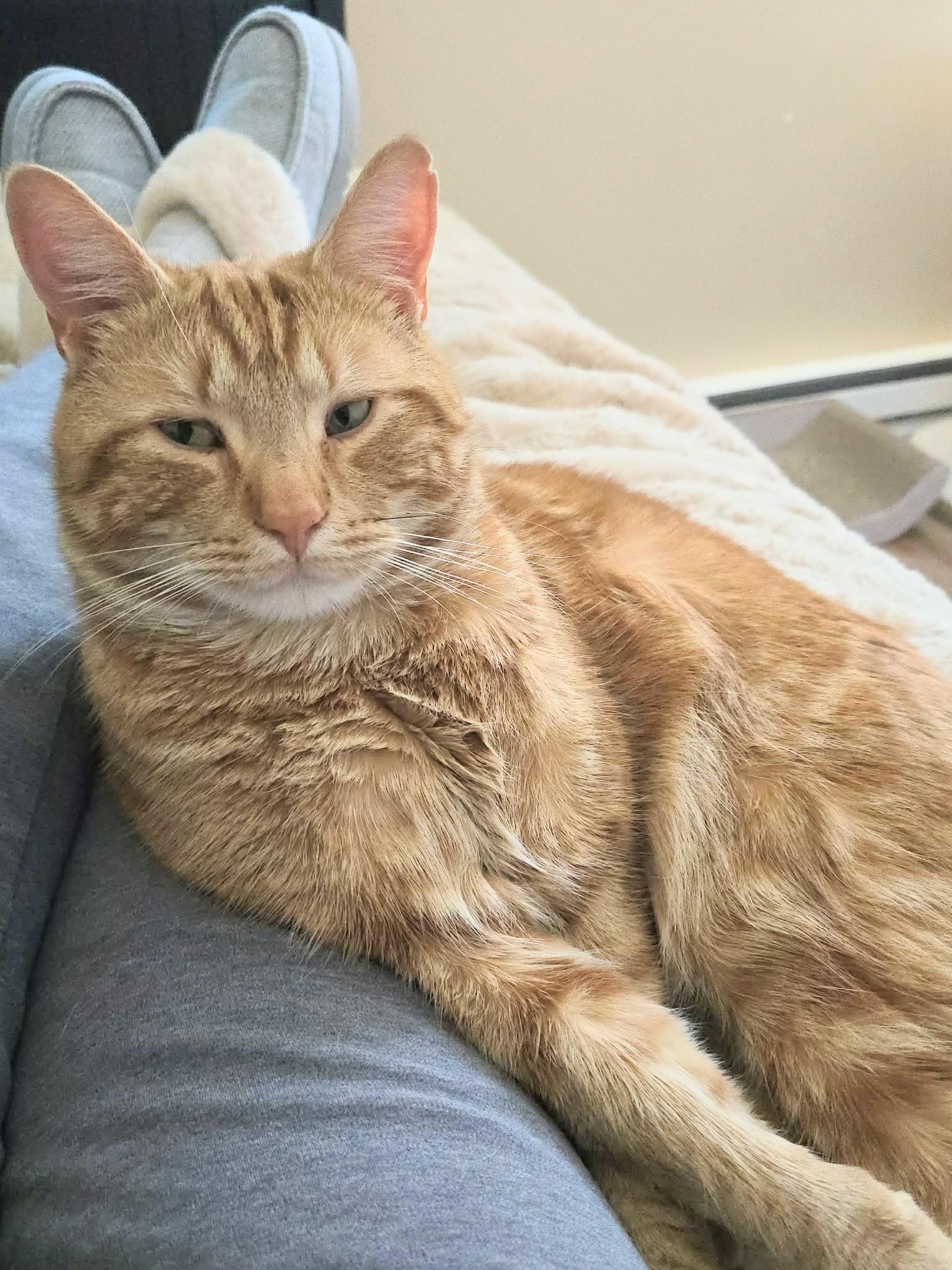 Carl, adopted, Young Male Domestic Short Hair.