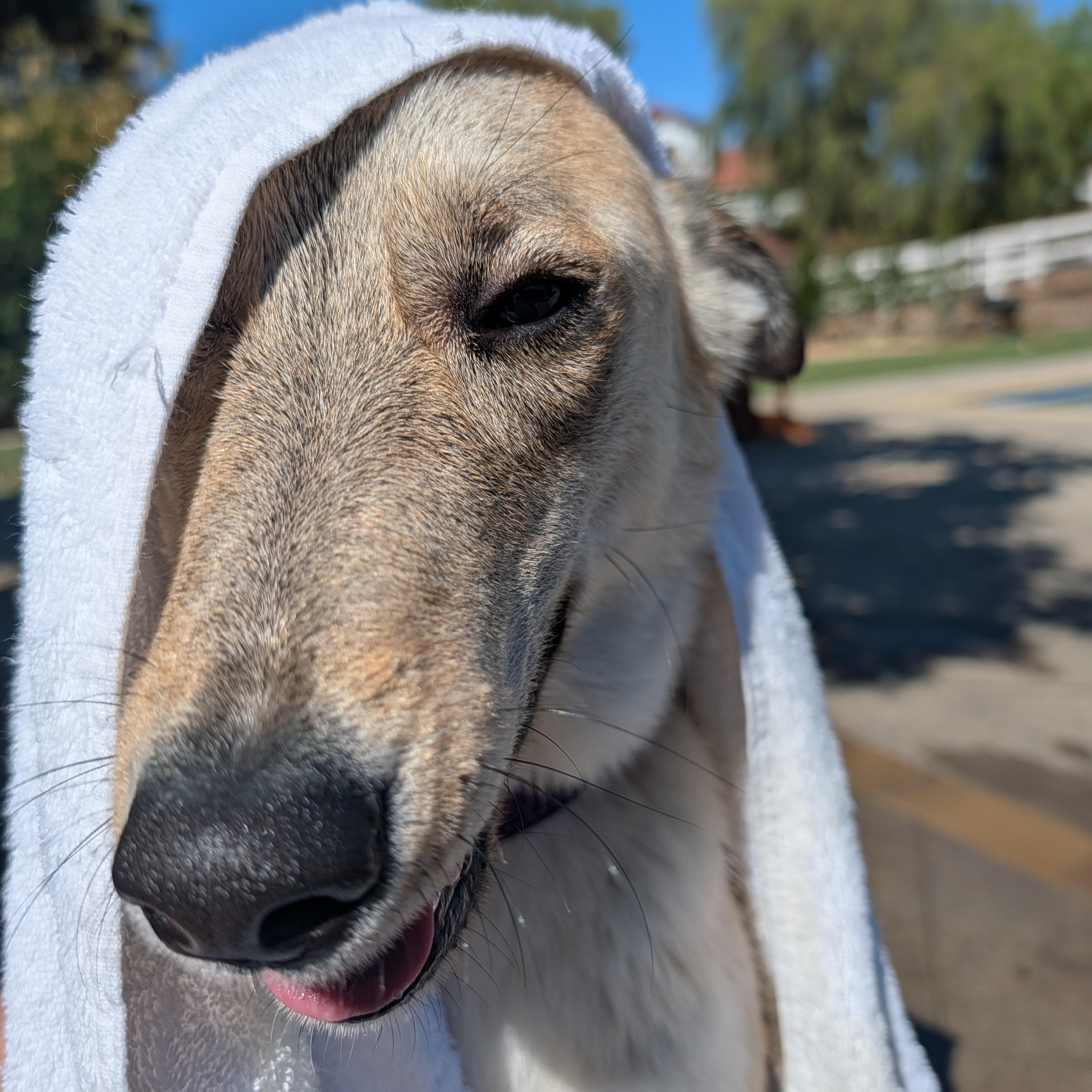 Enlarge Clara, a ADOPTABLE mixed breed in Perris, CA image 1/6