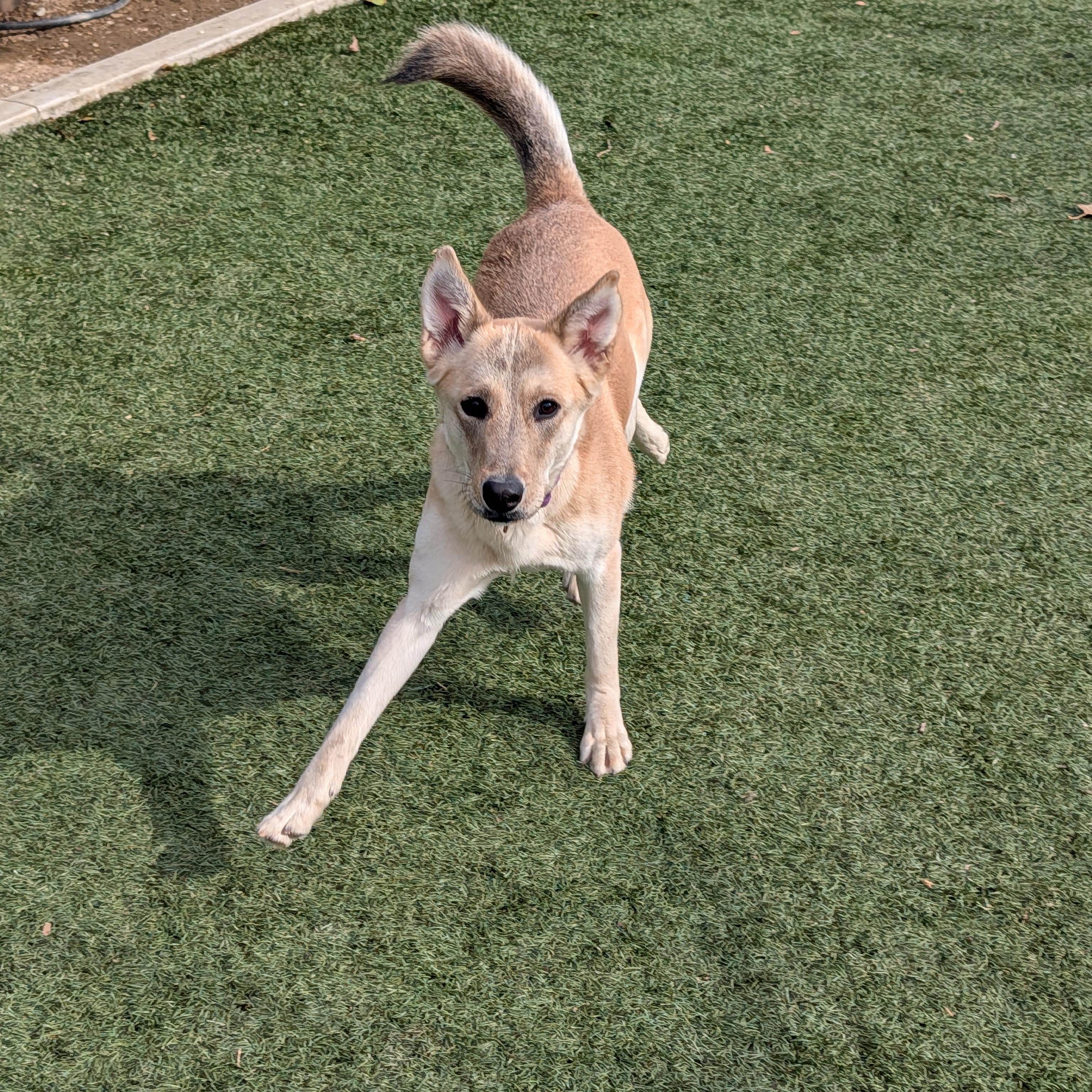 Enlarge Clara, a ADOPTABLE mixed breed in Perris, CA image 2/6