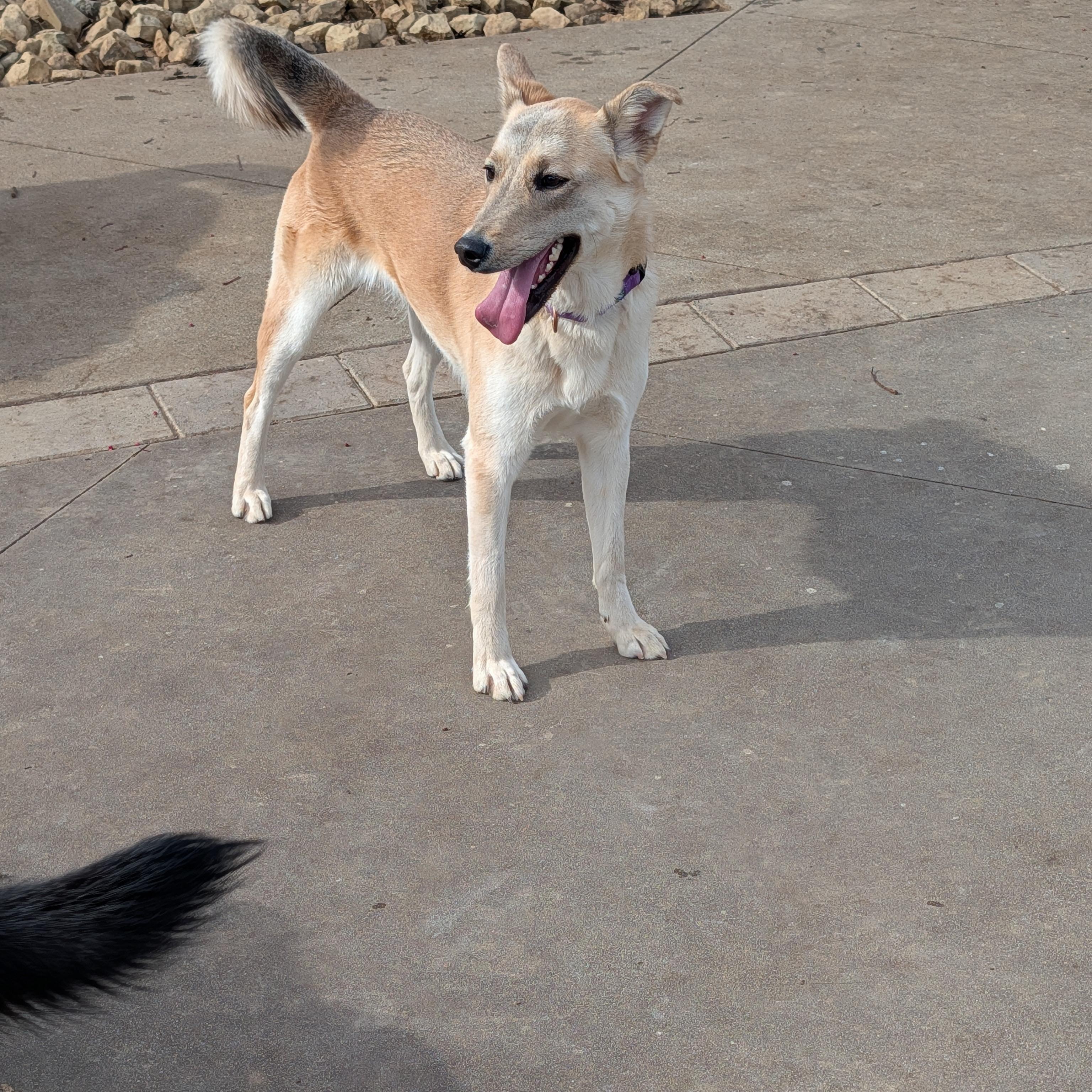 Enlarge Clara, a ADOPTABLE mixed breed in Perris, CA image 3/6