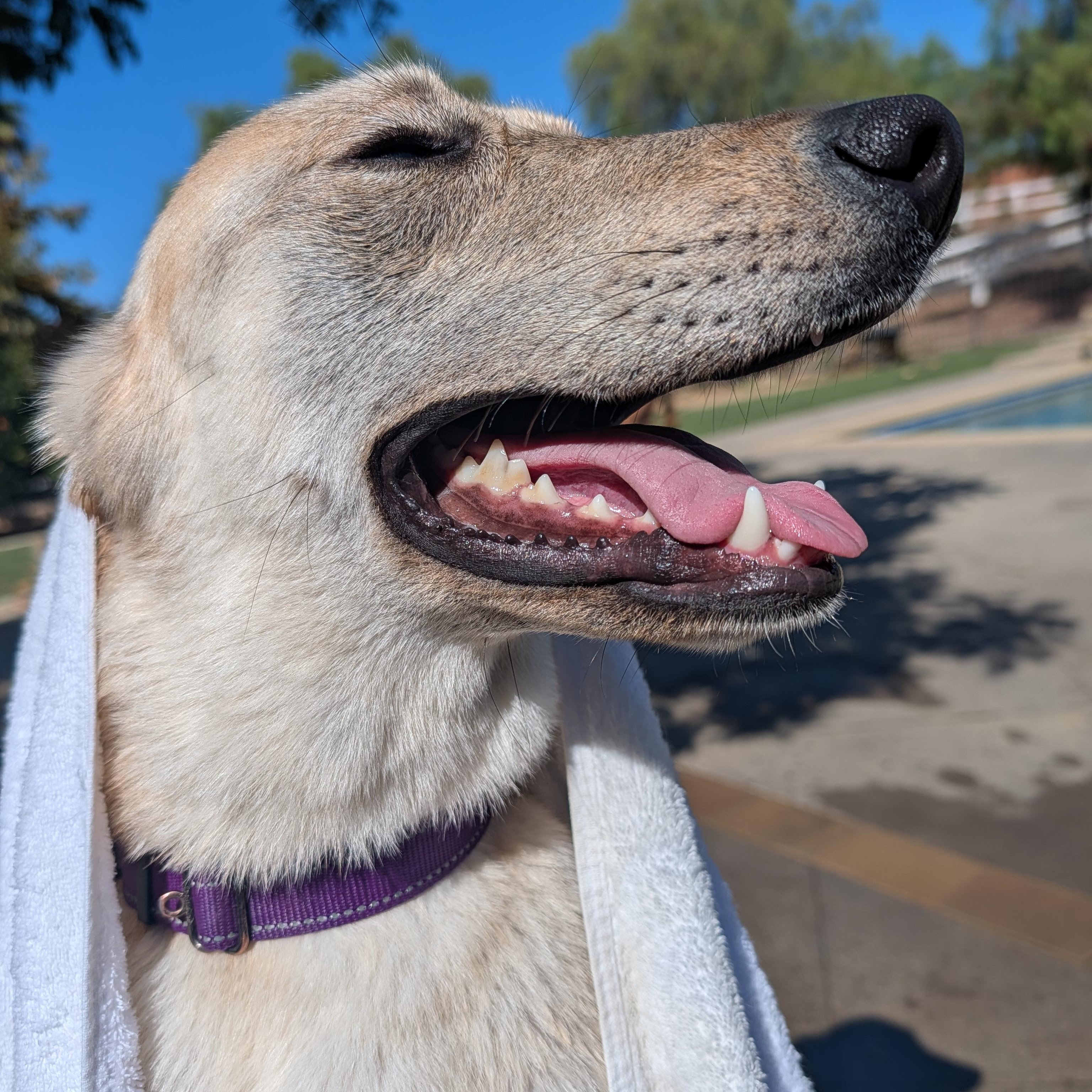 Enlarge Clara, a ADOPTABLE mixed breed in Perris, CA image 5/6