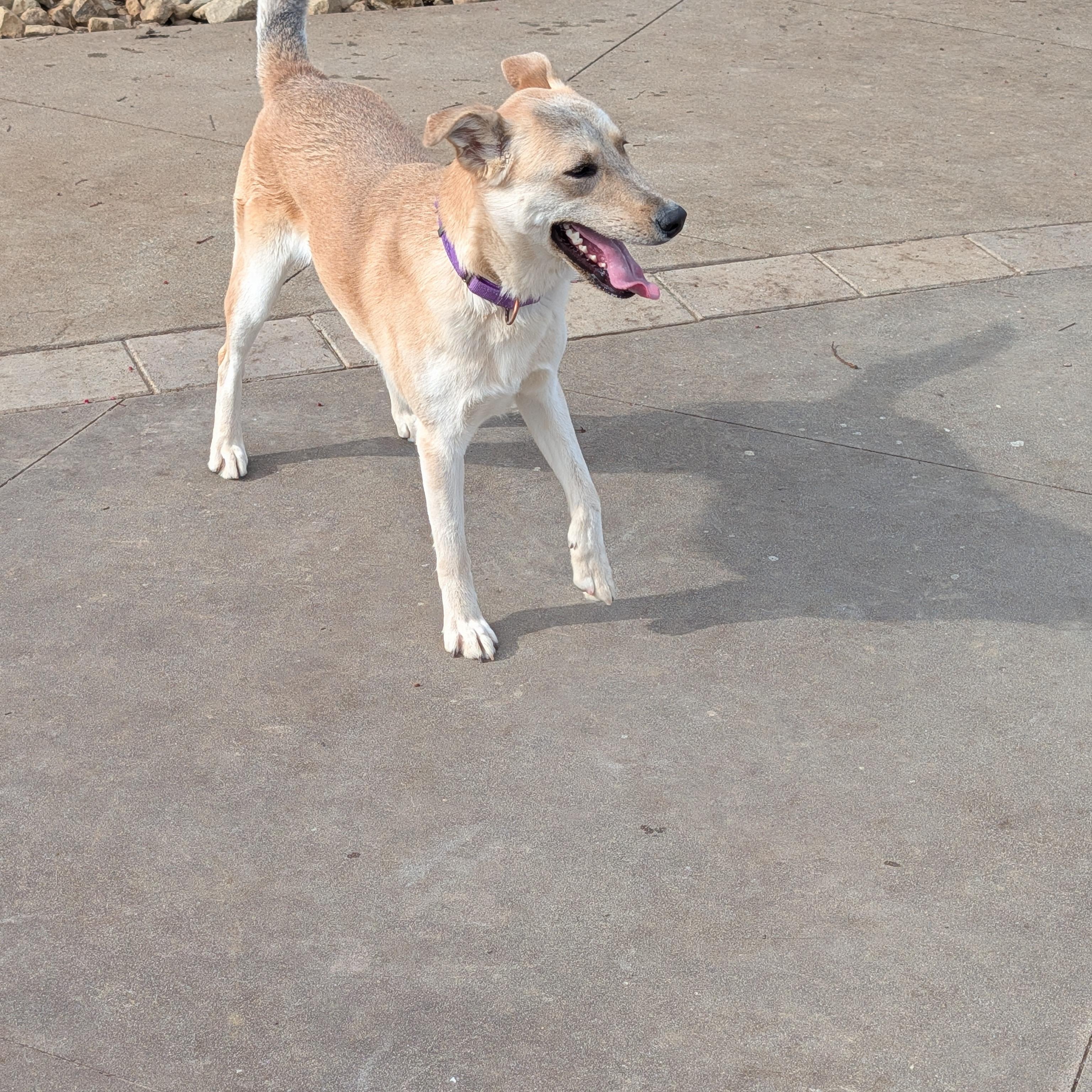Enlarge Clara, a ADOPTABLE mixed breed in Perris, CA image 4/6