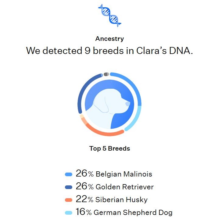 Enlarge Clara, a ADOPTABLE mixed breed in Perris, CA image 6/6