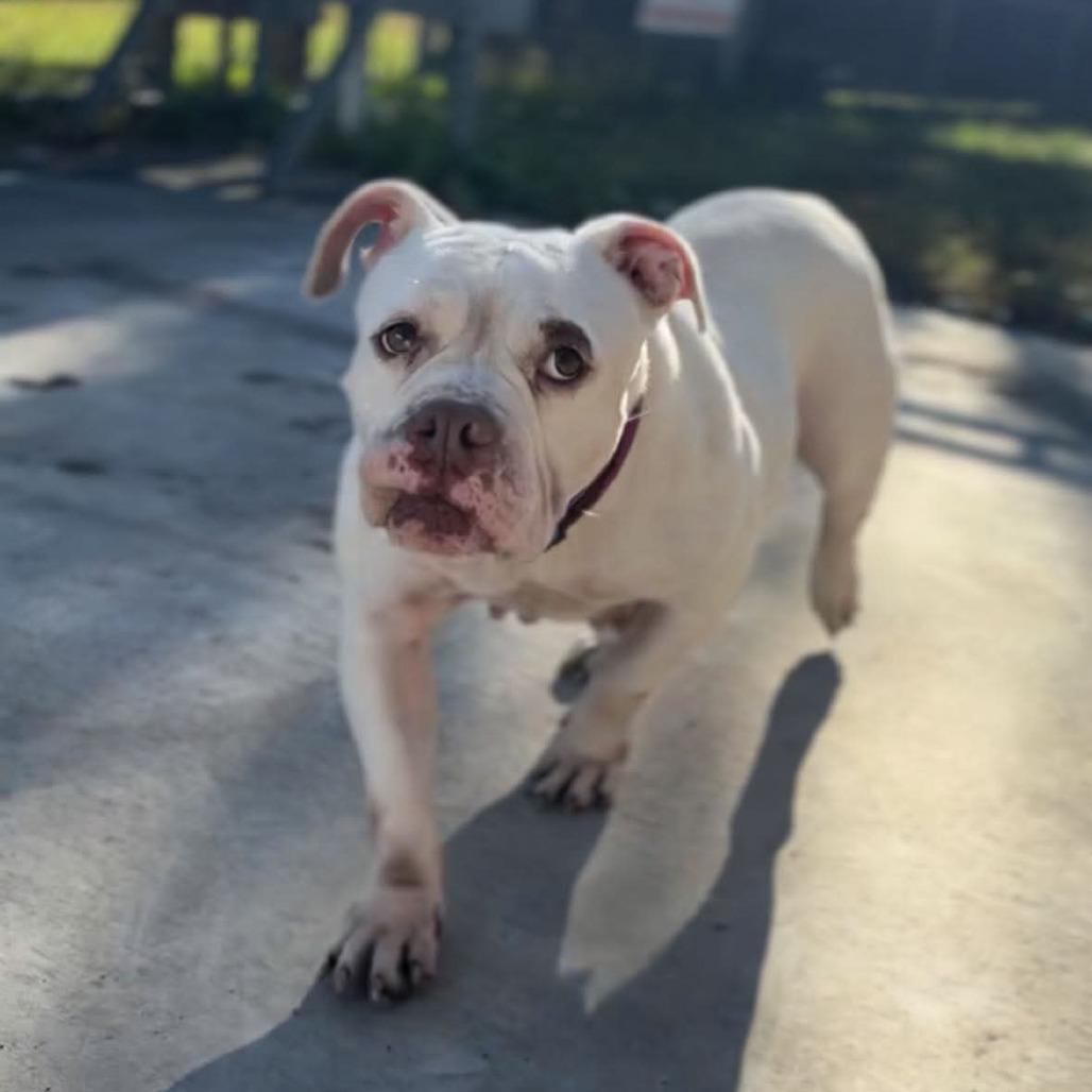 Carnita, Adoptable, Adult Female English Bulldog.