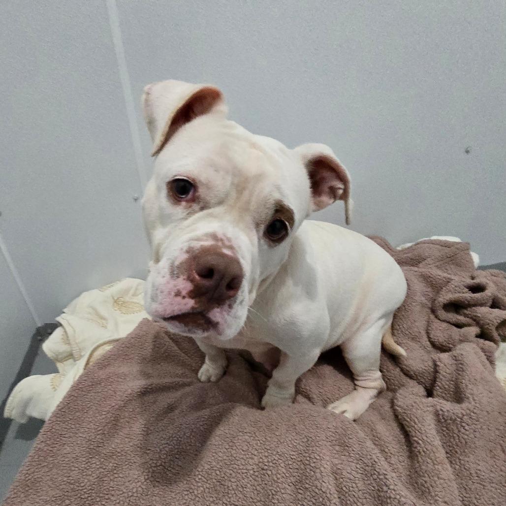 Enlarge Carnita, a Adoptable English Bulldog in Hinesville, GA image 2/6