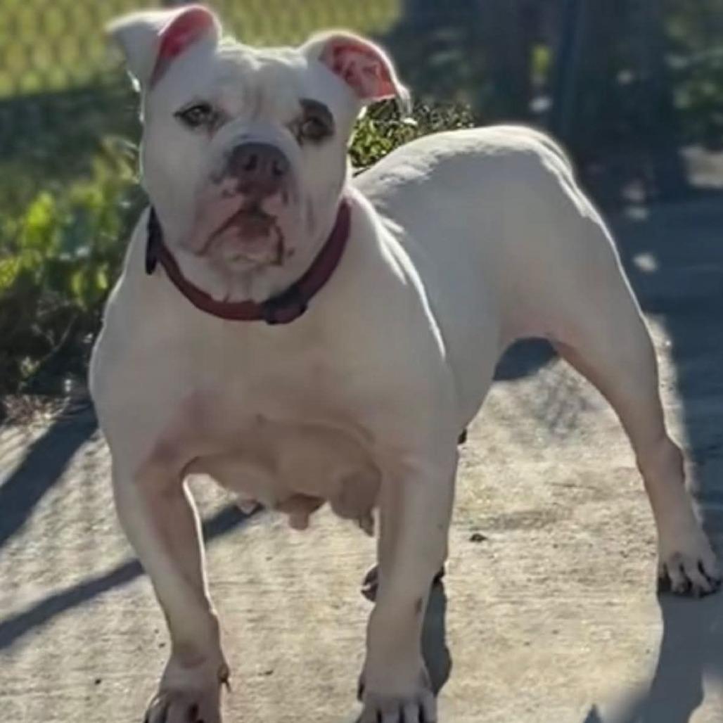 Enlarge Carnita, a Adoptable English Bulldog in Hinesville, GA image 3/6