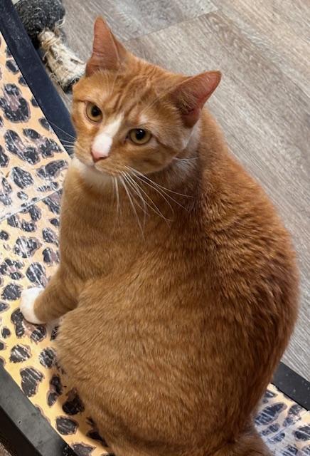Finn, ADOPTABLE, Adult Male Domestic Short Hair.
