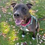 Sarge, Adoptable, Adult Male Mixed Breed.