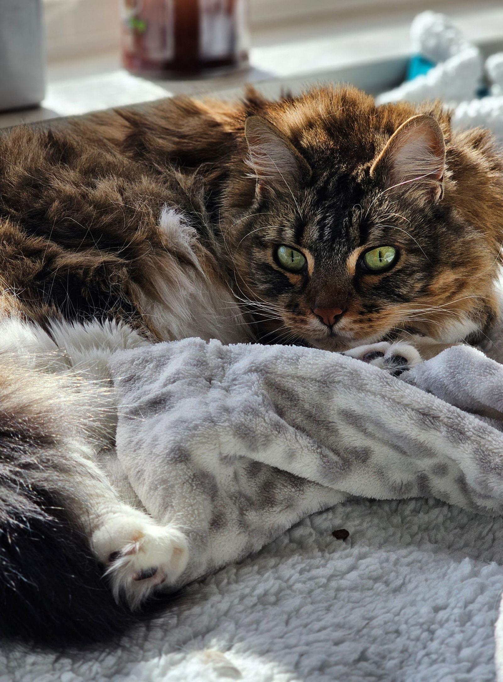 BELLA & SARAH #1808 - Offered by Owner -Bonded, a Adopted mixed breed in Hillsboro, OR image 1/3