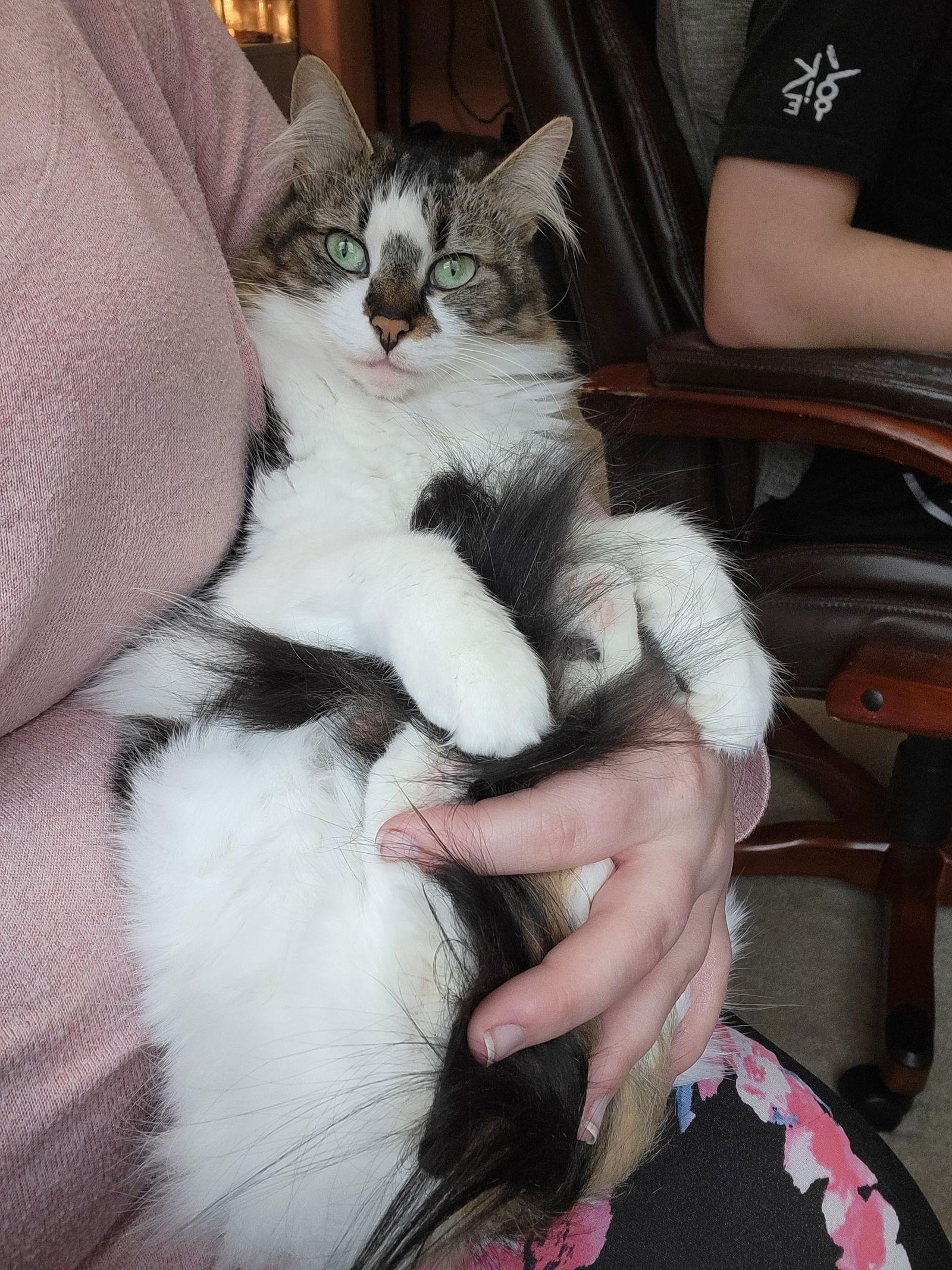 BELLA & SARAH #1808 - Offered by Owner -Bonded, a Adopted mixed breed in Hillsboro, OR image 2/3