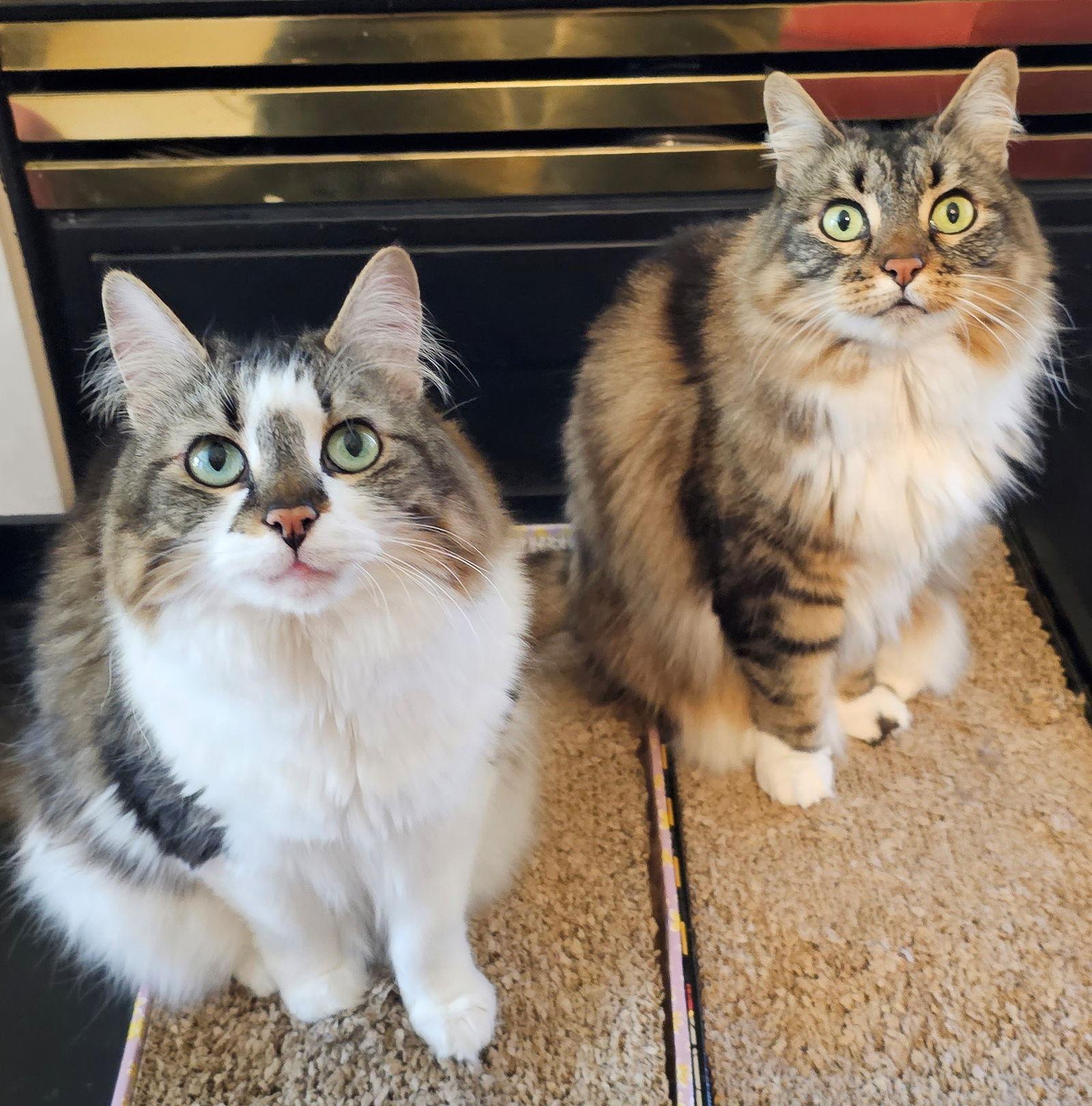 BELLA & SARAH #1808 - Offered by Owner -Bonded, a Adopted mixed breed in Hillsboro, OR image 3/3