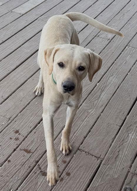Enlarge Gilbert, a Adopted Labrador Retriever in Fort Worth, TX image 1/3