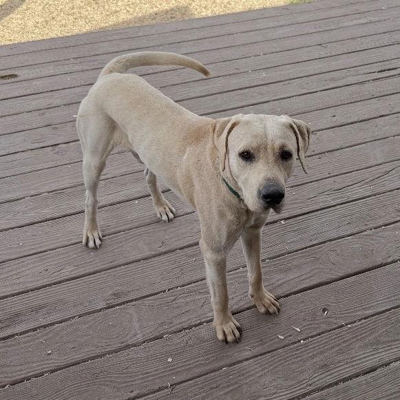 Enlarge Gilbert, a Adopted Labrador Retriever in Fort Worth, TX image 2/3