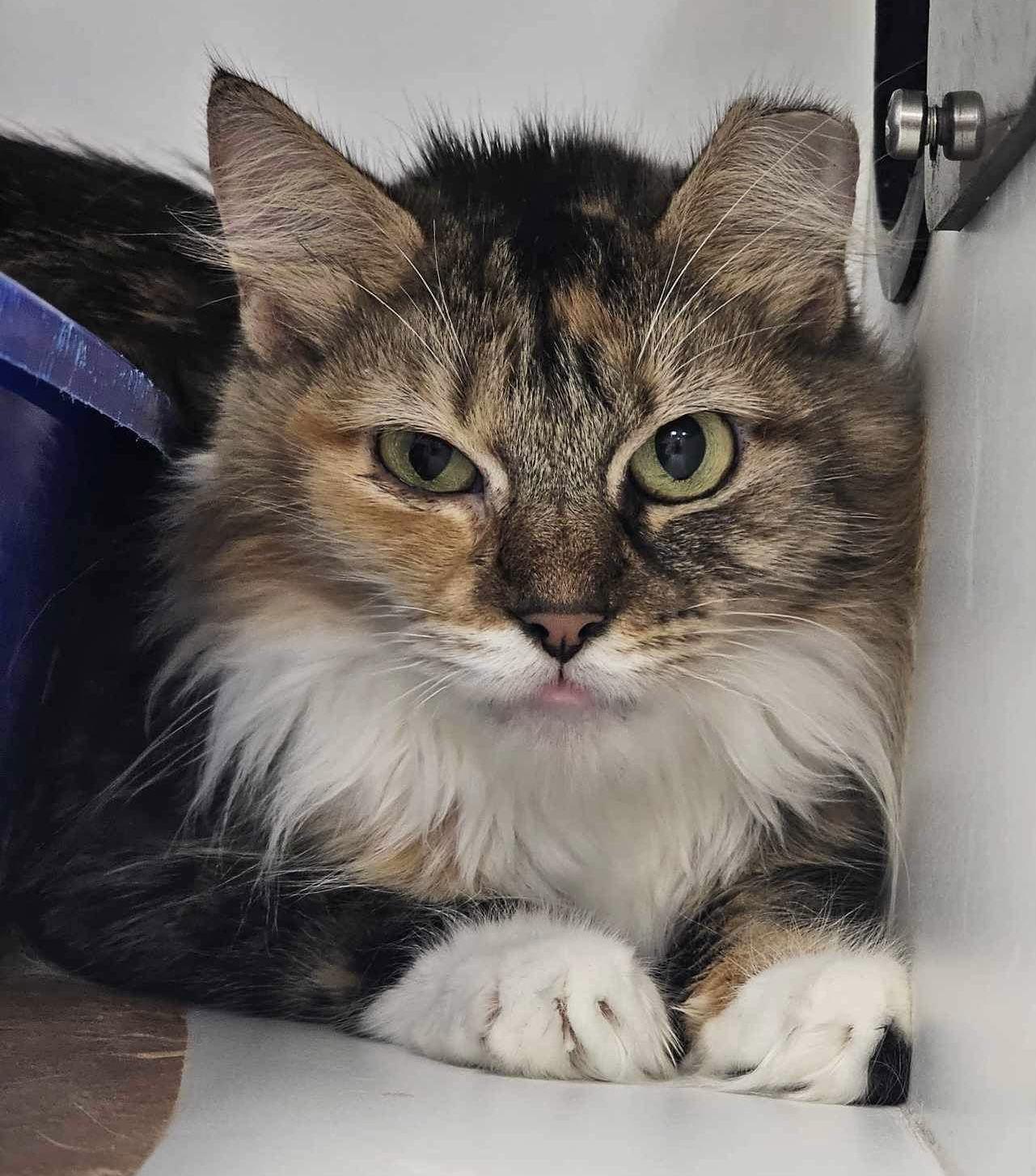 Archeron, Adopted, Adult Female Domestic Medium Hair & Torbie.