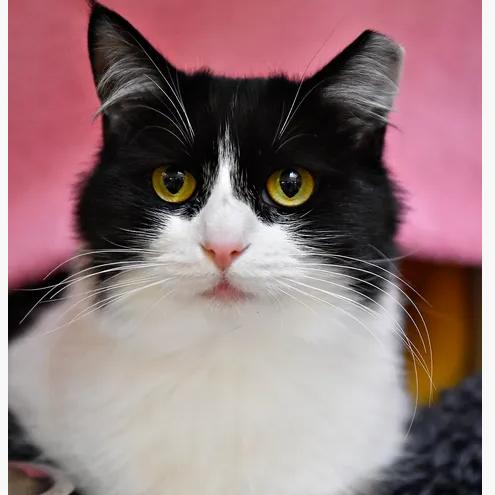 Enlarge Shawna, a Adoptable Domestic Medium Hair in York, PA image 1/6