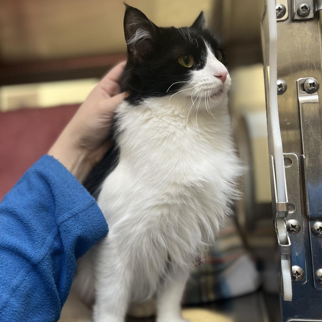 Enlarge Shawna, a Adoptable Domestic Medium Hair in York, PA image 2/6