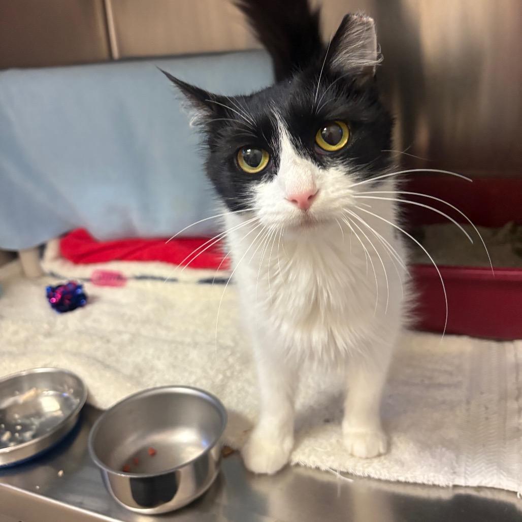 Enlarge Shawna, a Adoptable Domestic Medium Hair in York, PA image 3/6