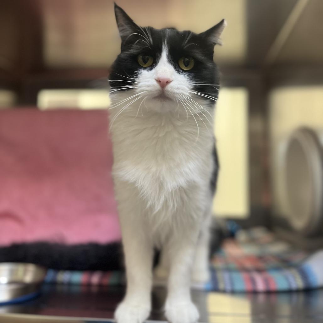 Enlarge Shawna, a Adoptable Domestic Medium Hair in York, PA image 4/6