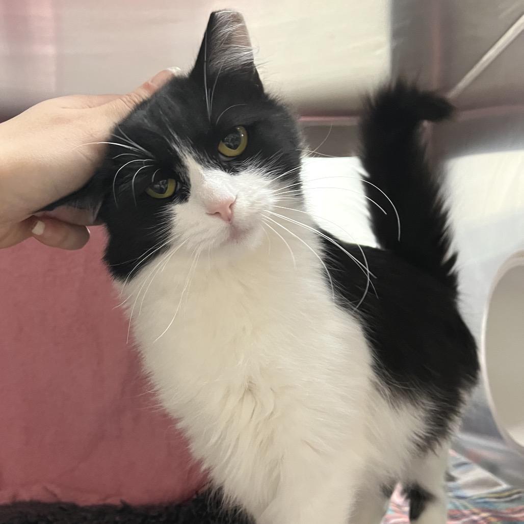 Enlarge Shawna, a Adoptable Domestic Medium Hair in York, PA image 5/6