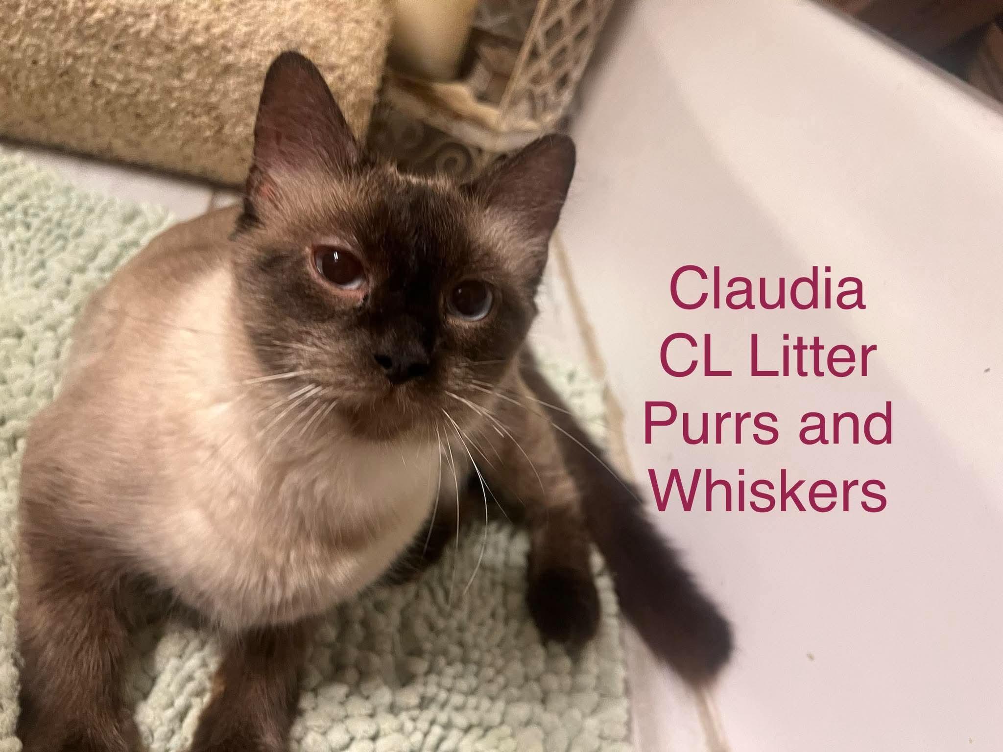 Enlarge Claudia, a Adoptable Domestic Short Hair in New Hartford, NY image 1/1