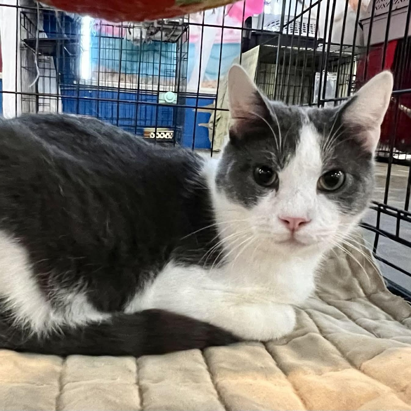 Pinkie, Adoptable, Young Male Domestic Short Hair.