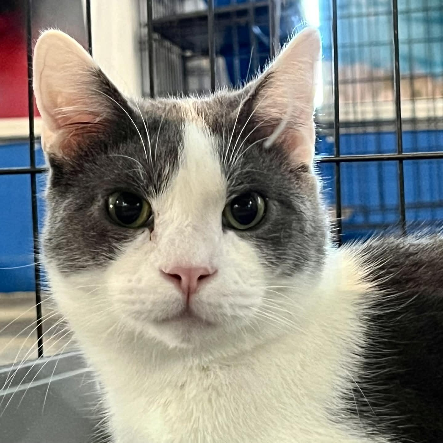 Enlarge Pinkie, a Adoptable Domestic Short Hair in Myrtle Beach, SC image 2/4