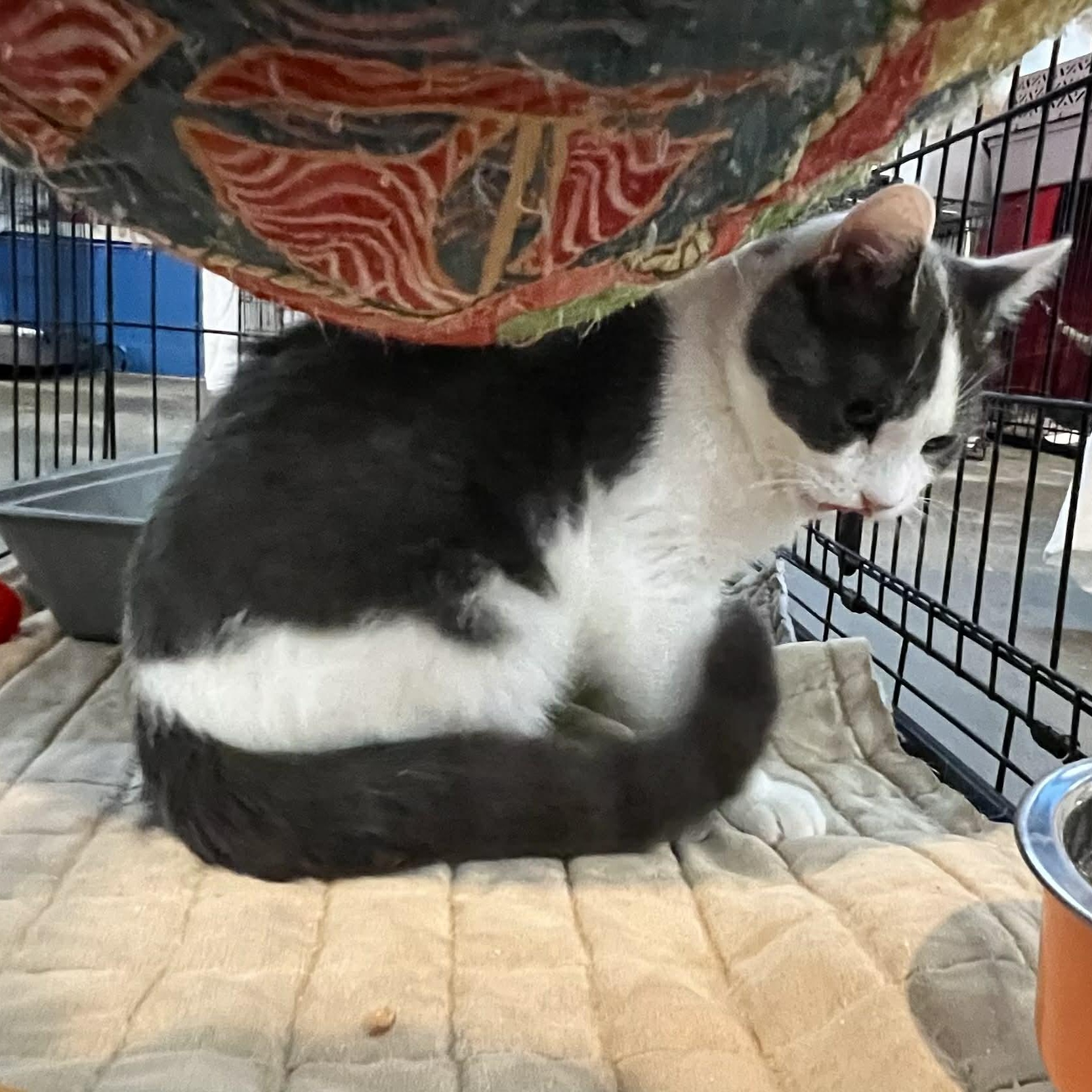 Enlarge Pinkie, a Adoptable Domestic Short Hair in Myrtle Beach, SC image 4/4