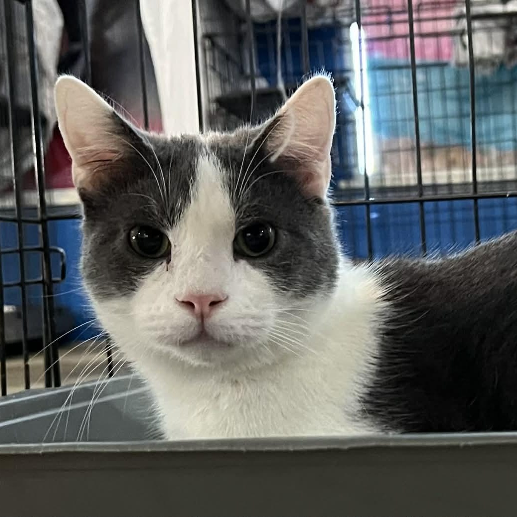 Enlarge Pinkie, a Adoptable Domestic Short Hair in Myrtle Beach, SC image 3/4