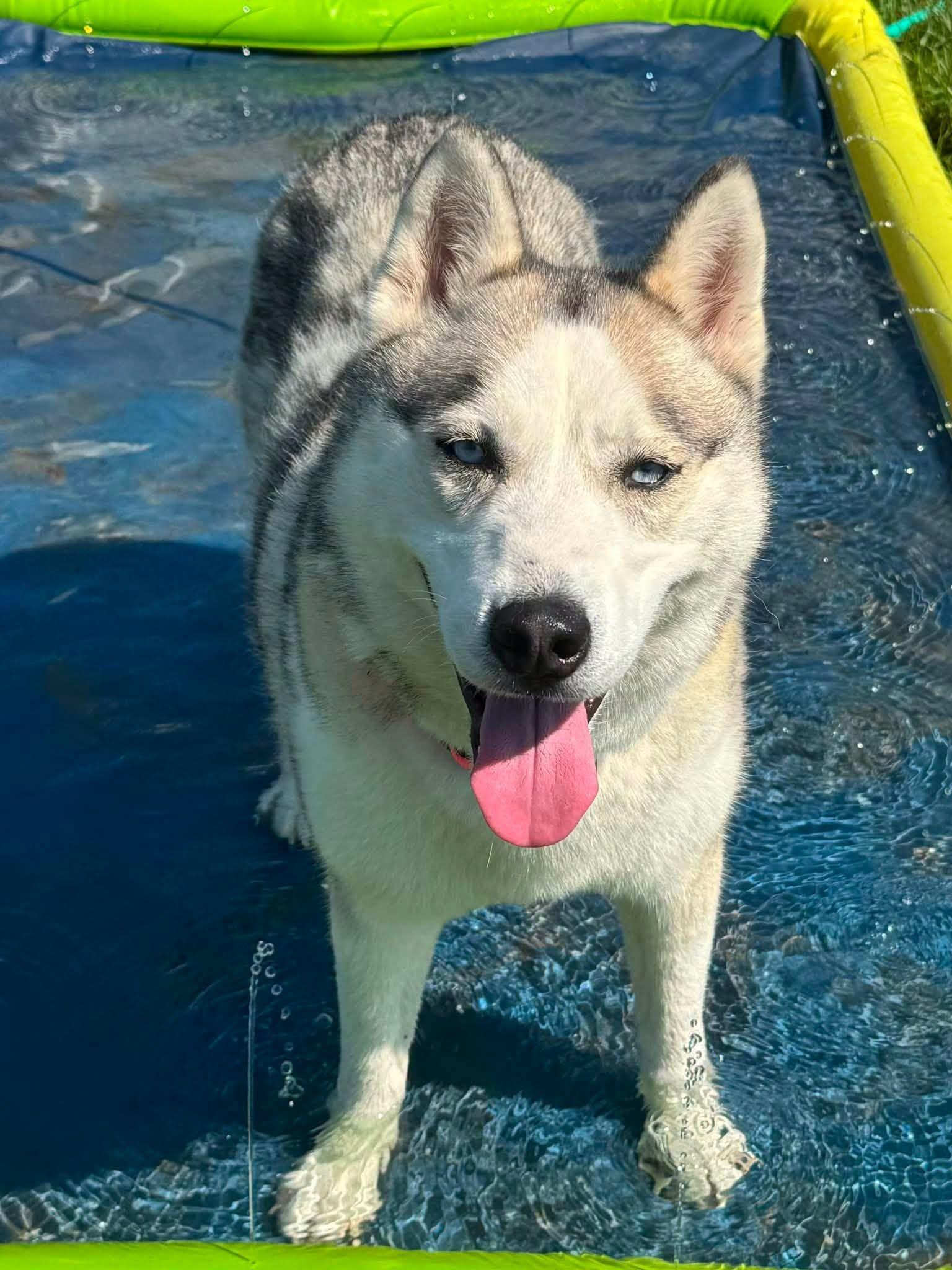 Koda, ADOPTABLE, Adult Female Husky.