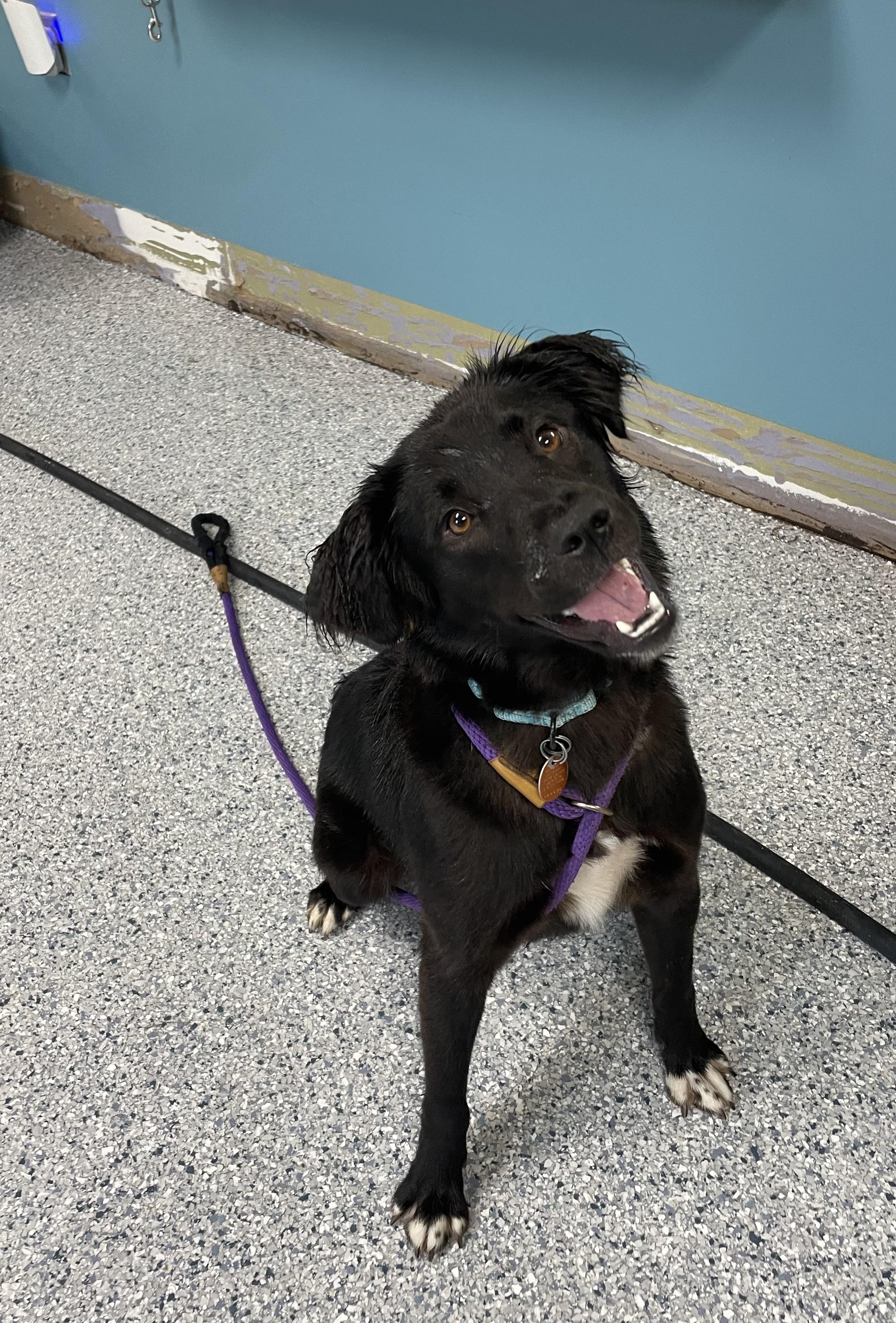 Duchess, ADOPTABLE, Adult Female Border Collie.