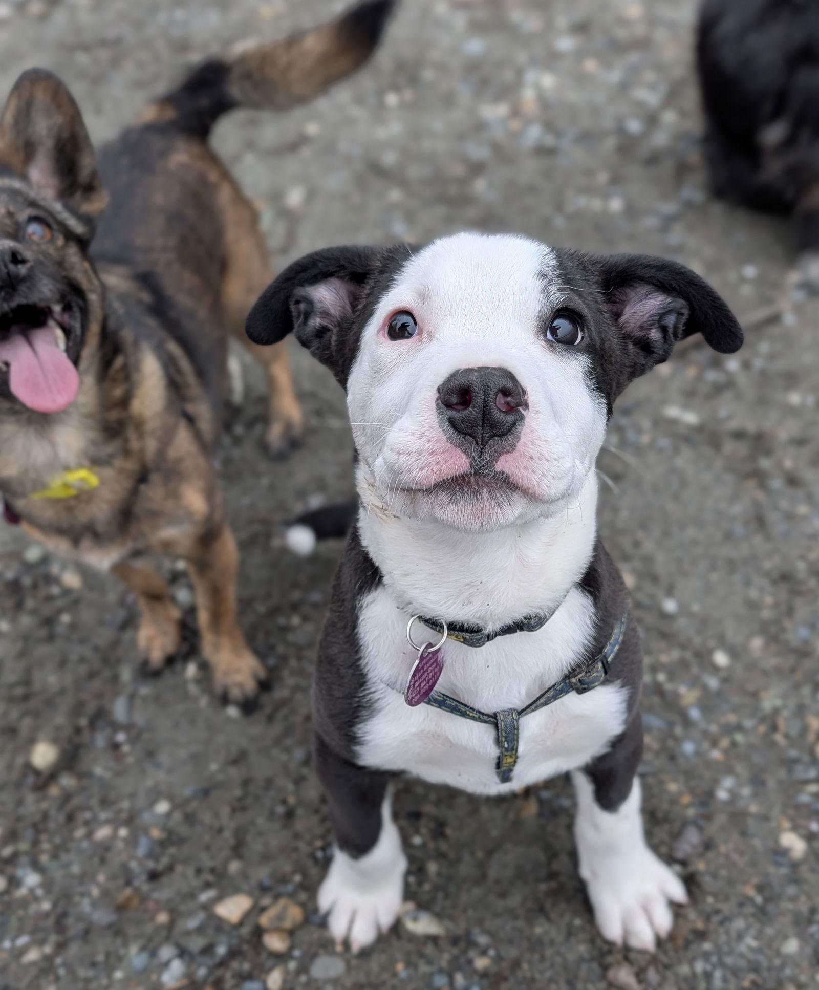 Cooper, a Adoptable Pit Bull Terrier in Seattle, WA image 1/3