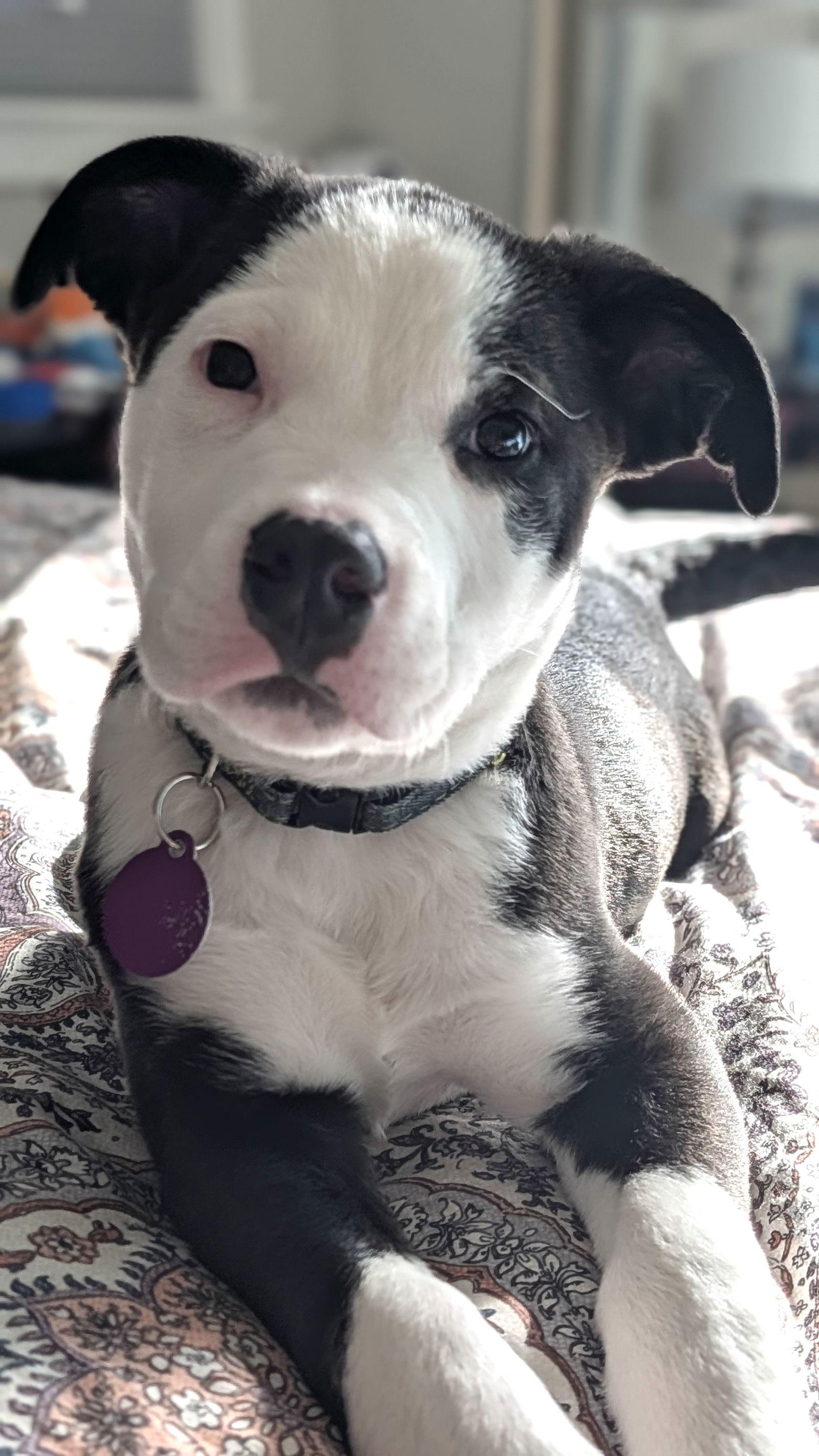 Cooper, a Adoptable Pit Bull Terrier in Seattle, WA image 2/3