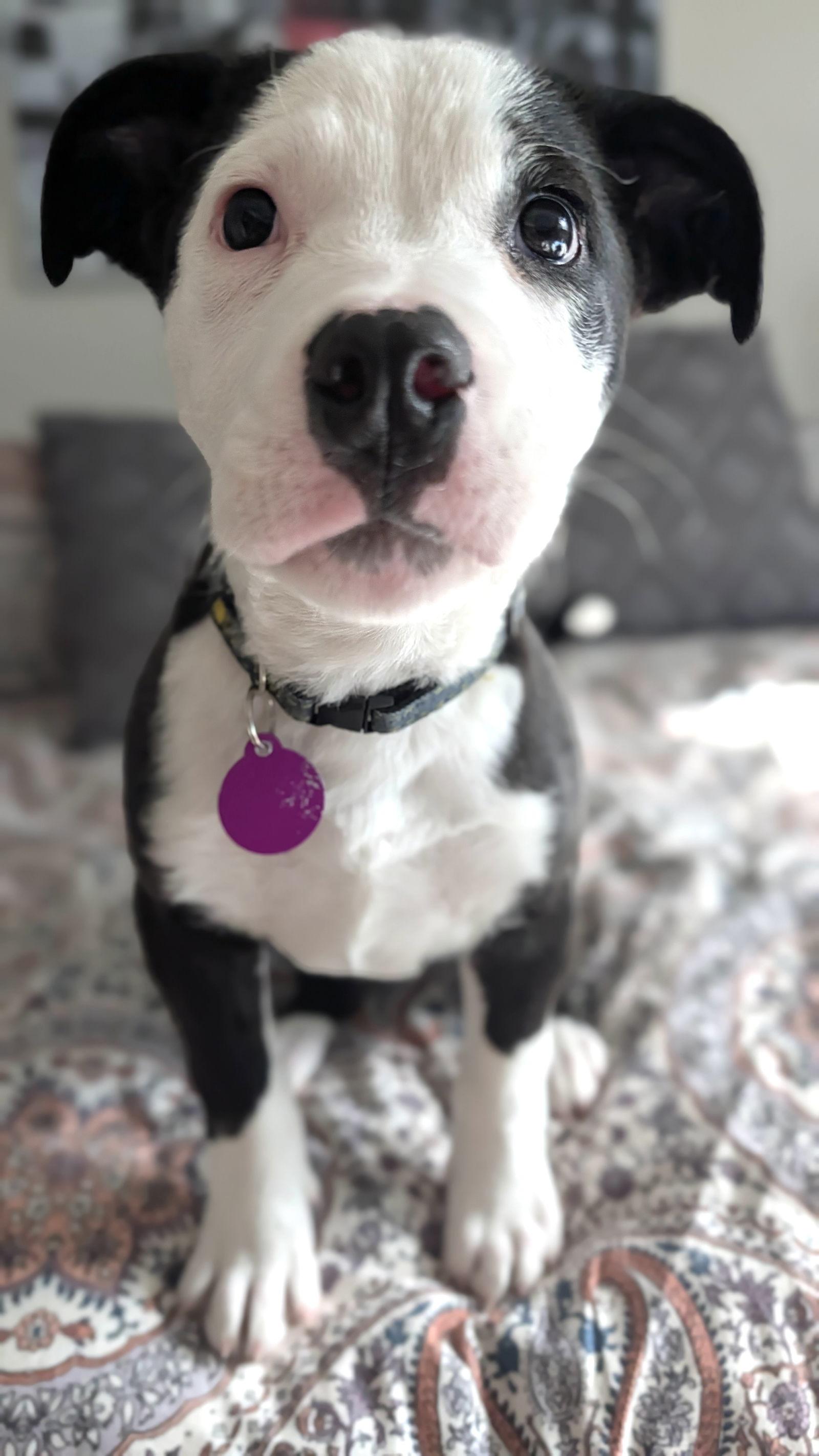 Cooper, a Adoptable Pit Bull Terrier in Seattle, WA image 3/3