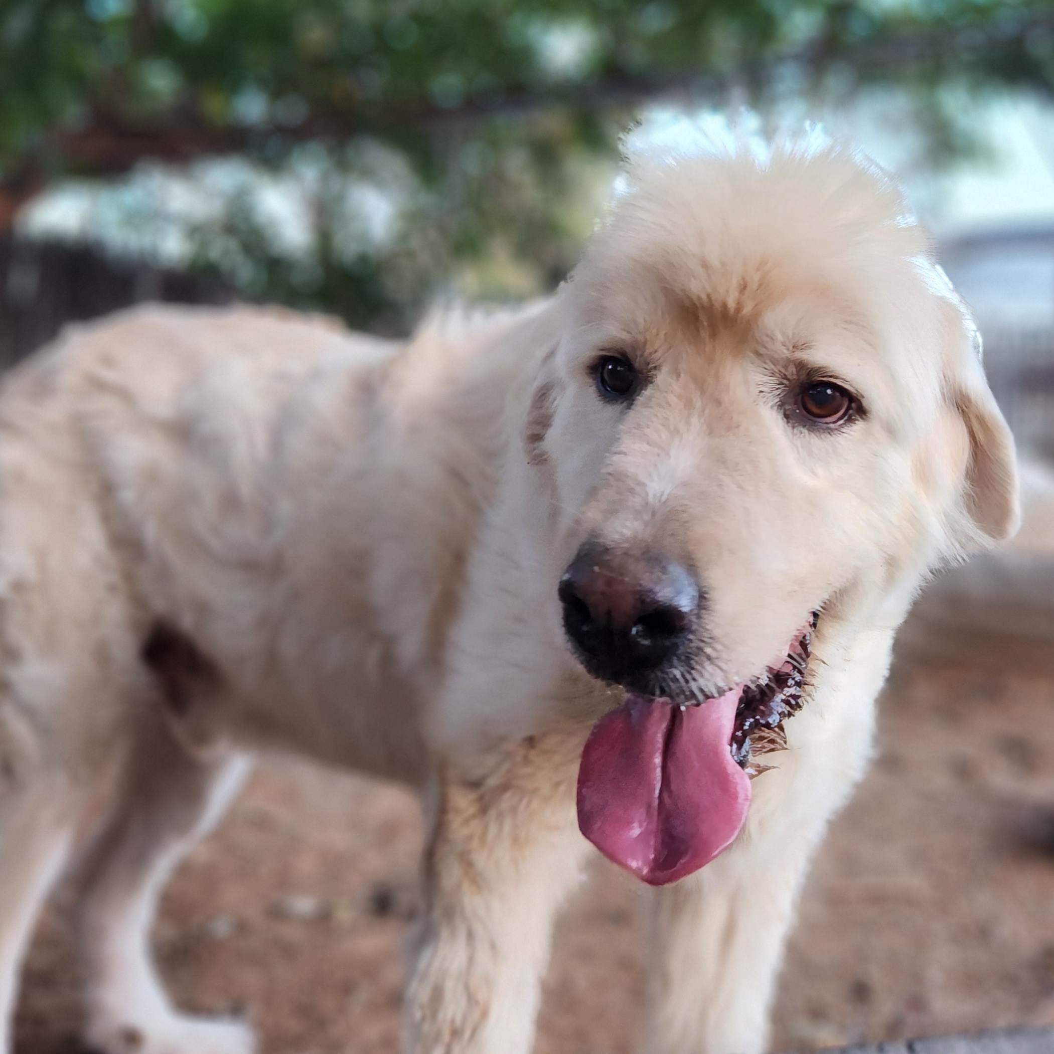 2. Buddy, Adult Male Great Pyrenees