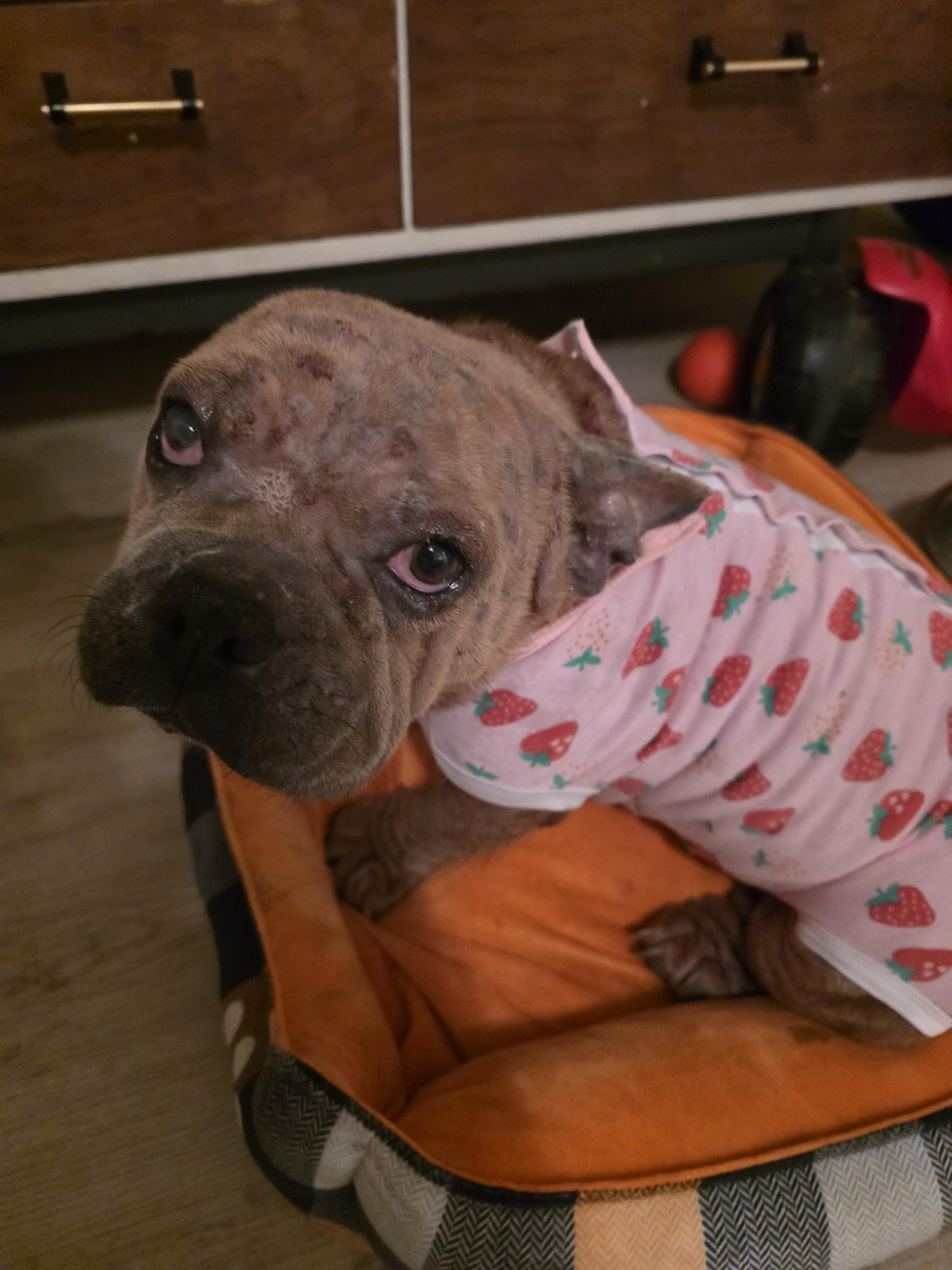 Enlarge Hope, a Adoptable French Bulldog in Seattle, WA image 1/1