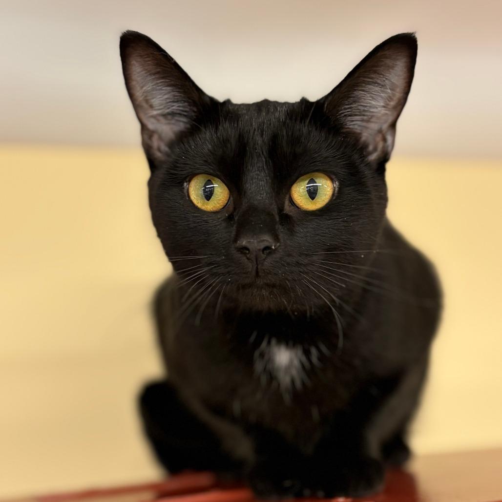 Whimsy, Adoptable, Young Female Bombay.