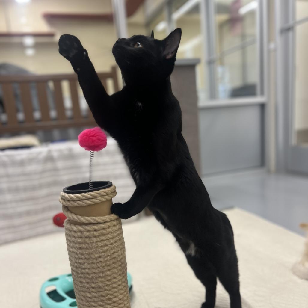 Enlarge Whimsy, a Adoptable Bombay in Bedford, NH image 2/3