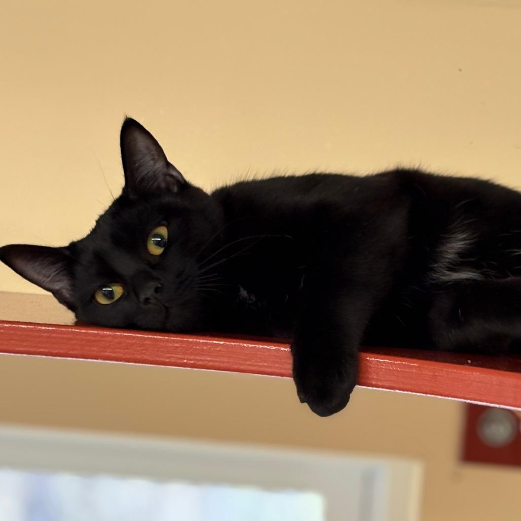 Enlarge Whimsy, a Adoptable Bombay in Bedford, NH image 3/3