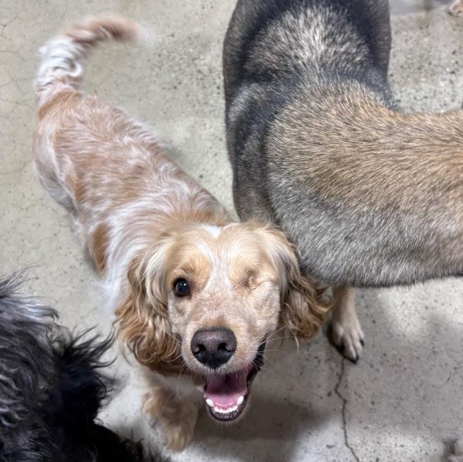 Rudy, a ADOPTABLE Cocker Spaniel in Sherman Oaks, CA image 4/4