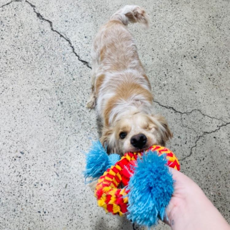 Rudy, a ADOPTABLE Cocker Spaniel in Sherman Oaks, CA image 2/4