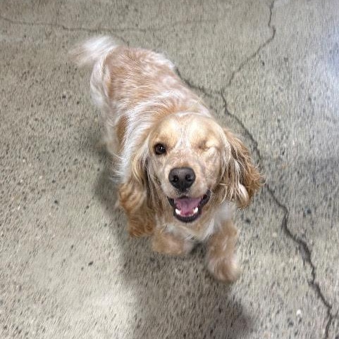 Rudy, a ADOPTABLE Cocker Spaniel in Sherman Oaks, CA image 3/4